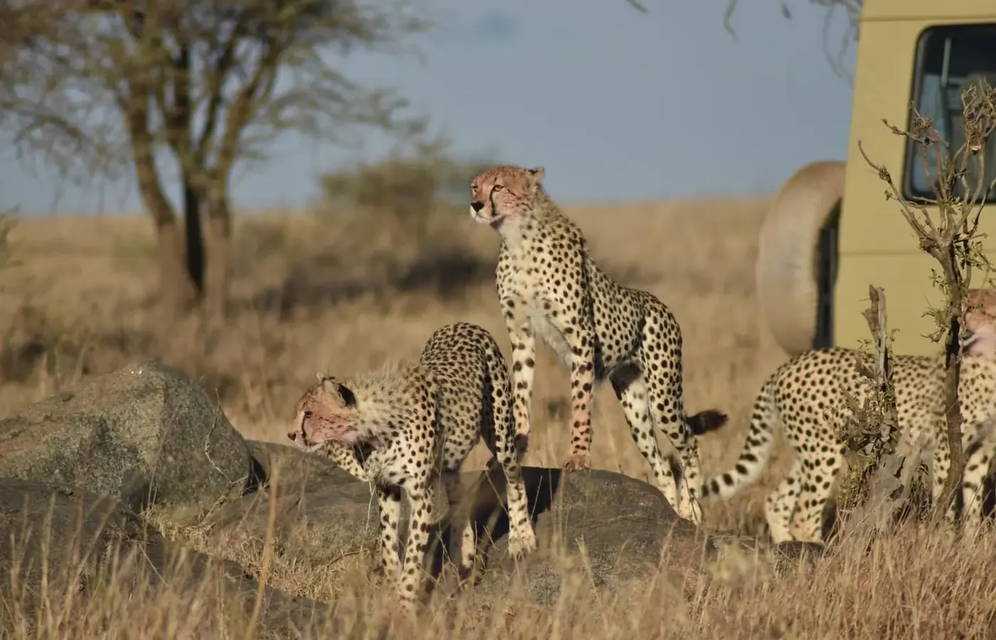 12-Day Tanzania Wildlife Safari Adventure