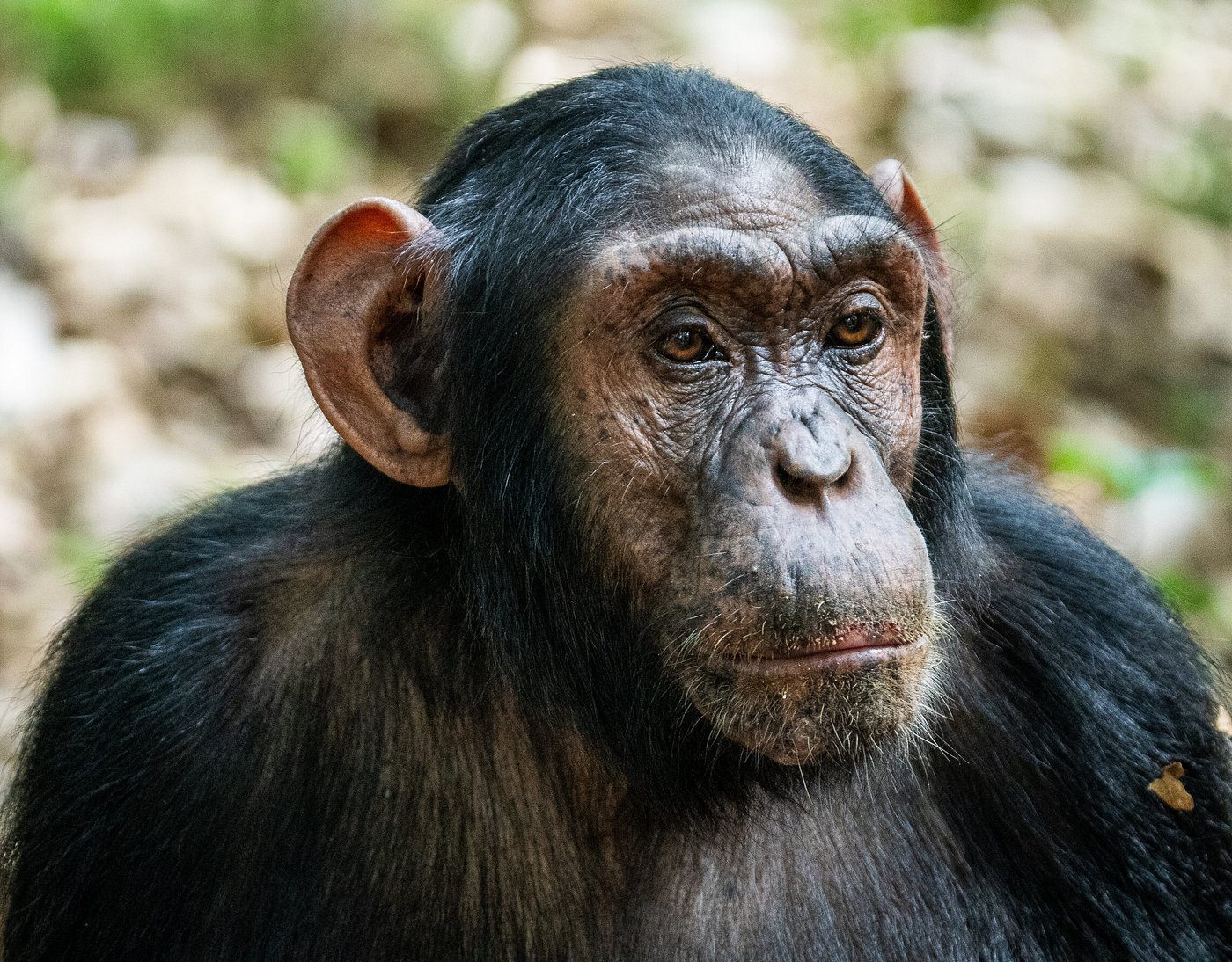 9 Days Rwanda Safari Experience