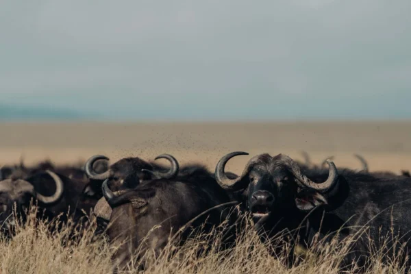9-Day Tanzania Chasing the Big 5 Tented Safari