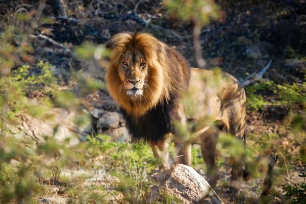 9 Days Cape Town, Kruger & Victoria Falls Safari 9 Days Cape Town, Kruger & Victoria Falls Safari