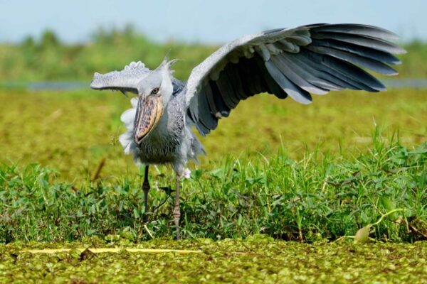 18-day Uganda Bird Watching Safari