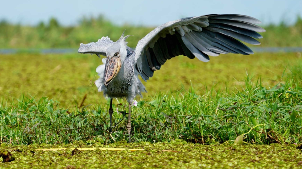 18-day Uganda Bird Watching Safari