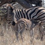 Serengeti Safari in October