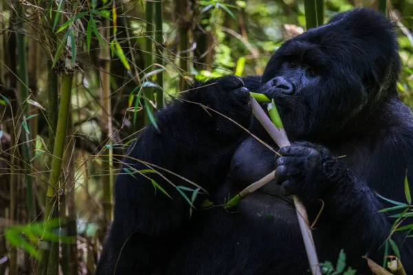 Do Silverback Gorillas Eat Meat 3-Day Rwanda Gorilla Trekking Tour