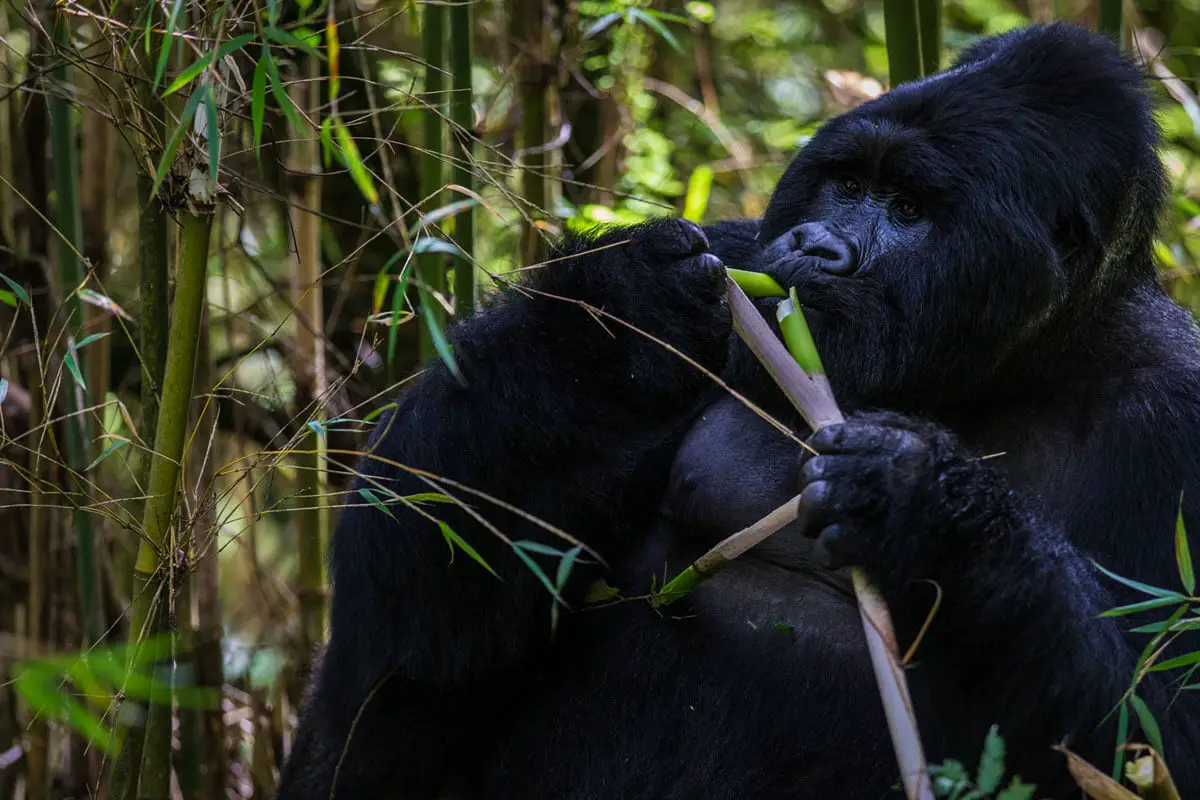 3-Day Rwanda Gorilla Trekking Tour