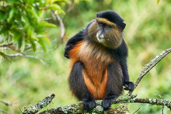 9 Days Rwanda Safari Experience 9 Days Rwanda Safari Experience
