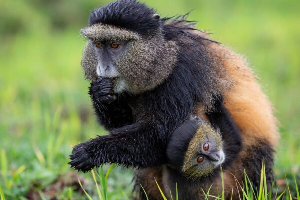 Golden Monkeyz Golden Monkeyz