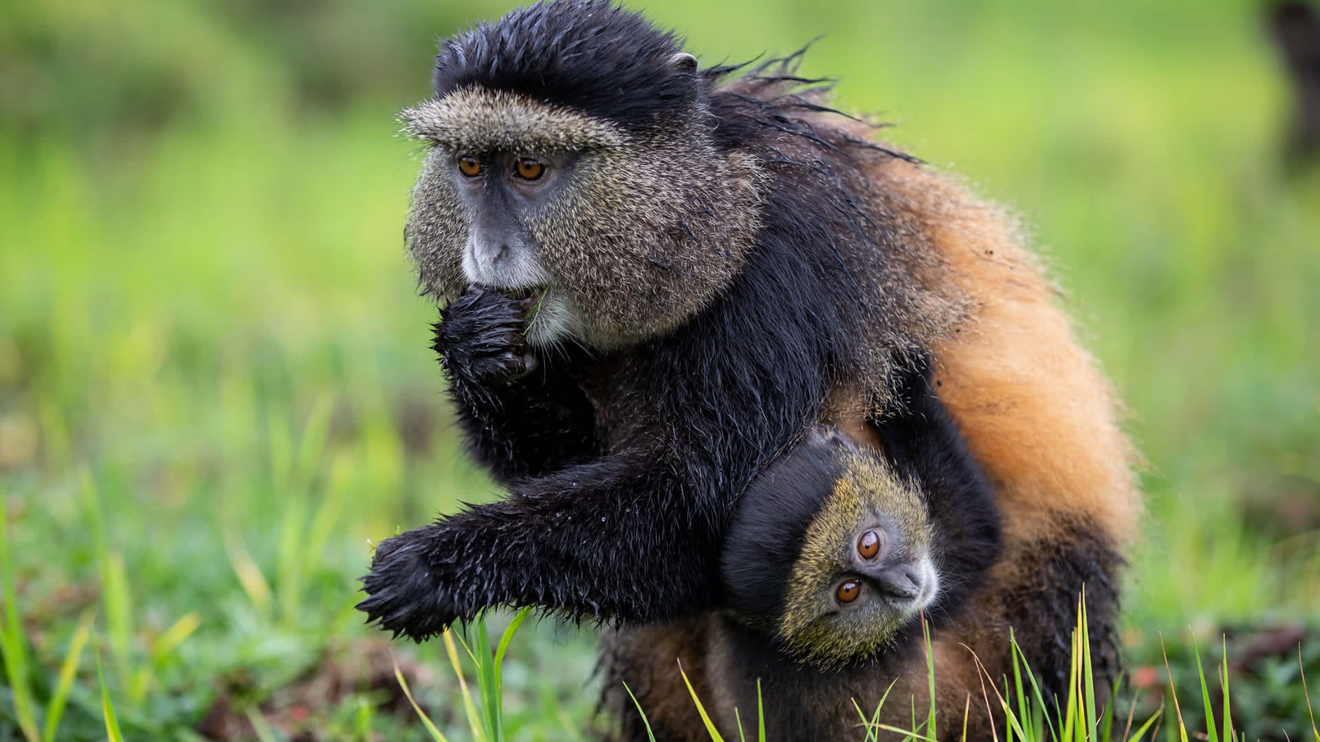 9-Day Rwanda Great Primate Expedition Safari