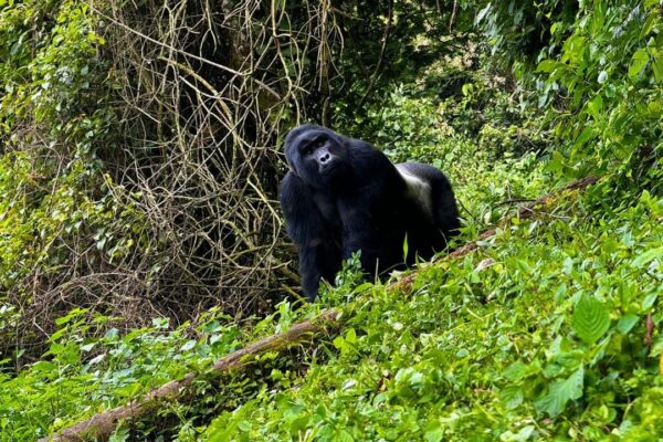 Gorilla Sliverback Gorilla Sliverback