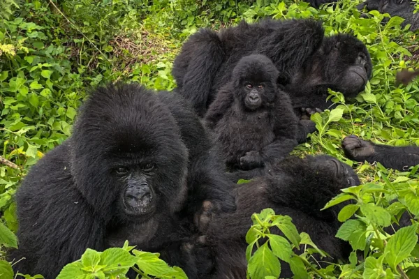 5 Days Rwanda Primates Safari 5 Days Rwanda Primates Safari