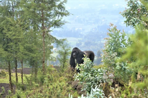 Gorilla Treks