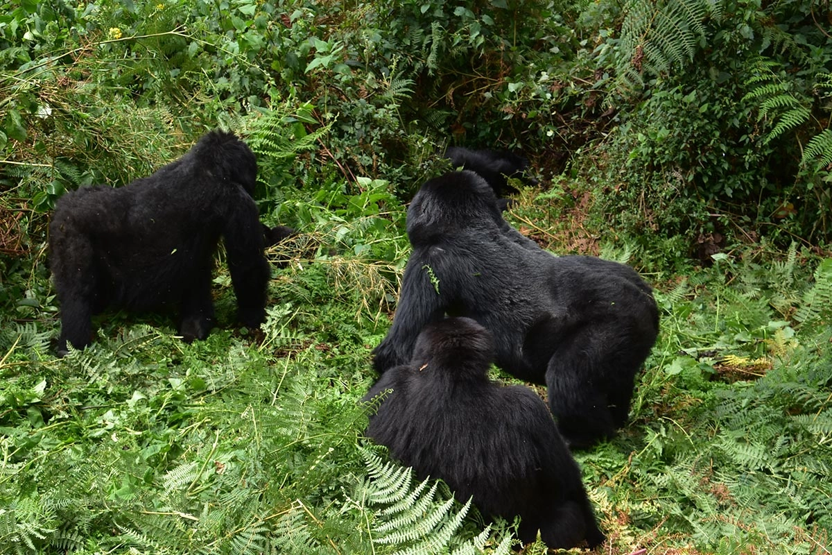 Uganda gorilla trekking