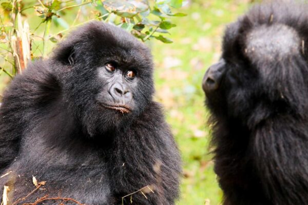Gorillas- Rwanda Gorillas- Rwanda