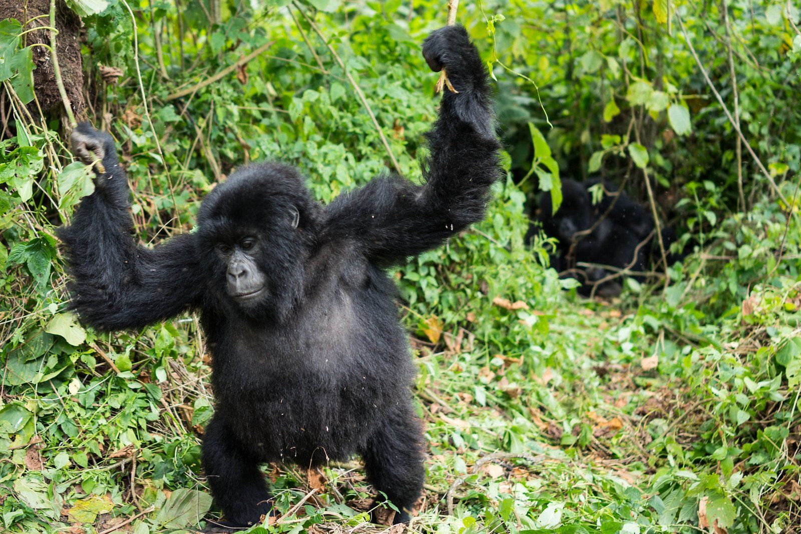 10-Day Rwanda Luxury Primates