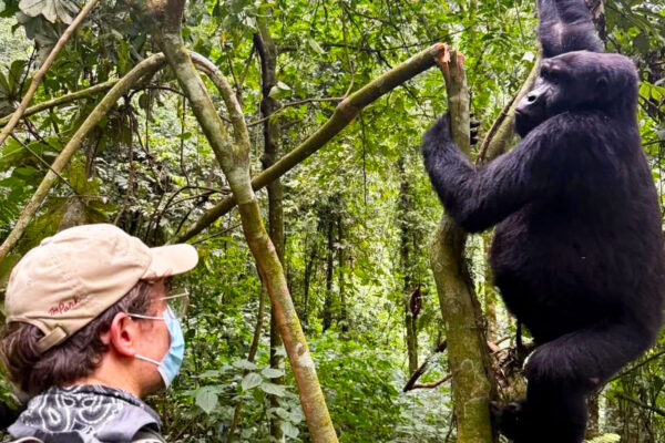 10-Day Best of Rwanda Safari Experience 10-Day Best of Rwanda Safari Experience