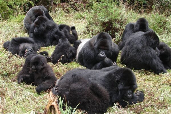 Gorillas families 21-Day Uganda, Tanzania, Botswana and Zimbabwe Safari