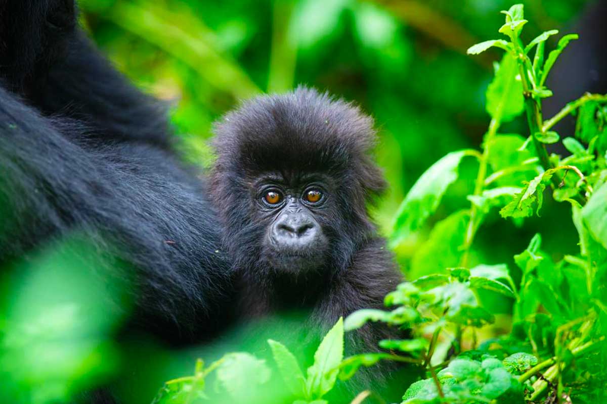 4-Day Bwindi Gorilla Trekking Safari