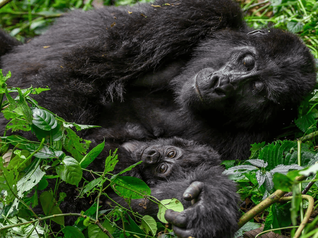 8-Day Rwanda Gorilla & Wildlife Safari