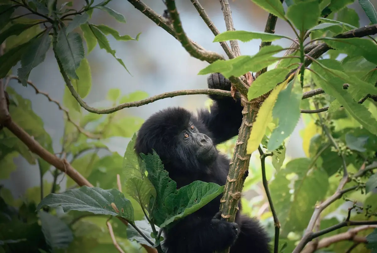 4-Day Bwindi Gorilla Trekking Safari