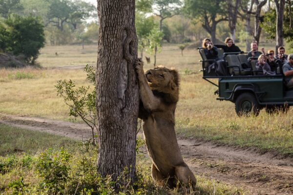 Kruger Big Five Kruger Big Five