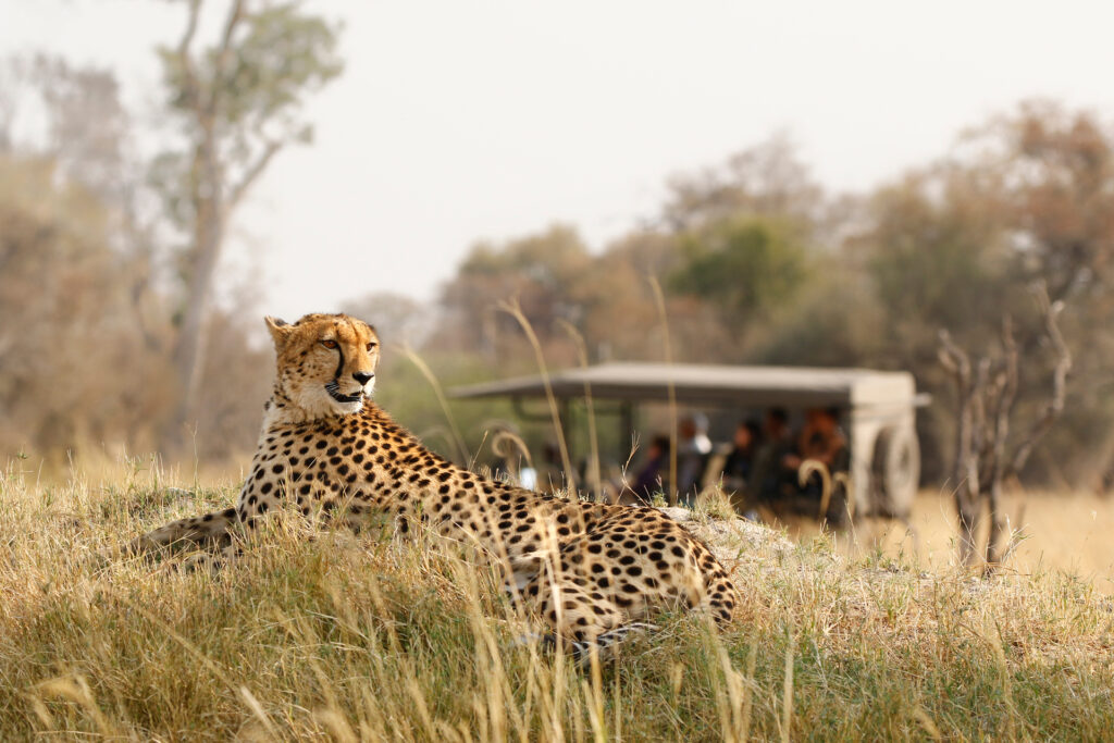 Predators to Watch During the January Migration