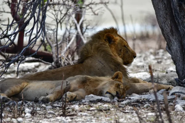 Lion-Etosha-National-Park Lion-Etosha-National-Park