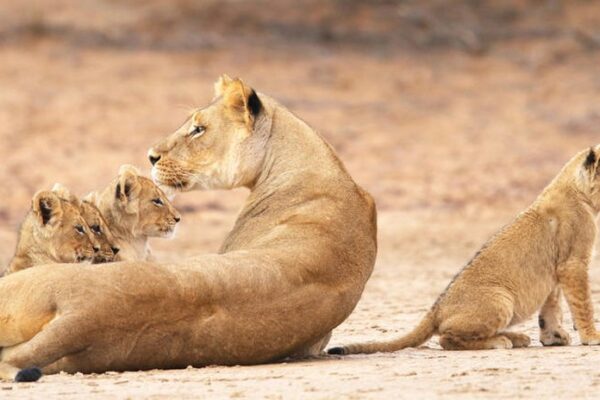Lions 1 Lions 1