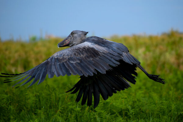 22 Days Uganda Kenya Ultimate Birding, Primate, Wildlife