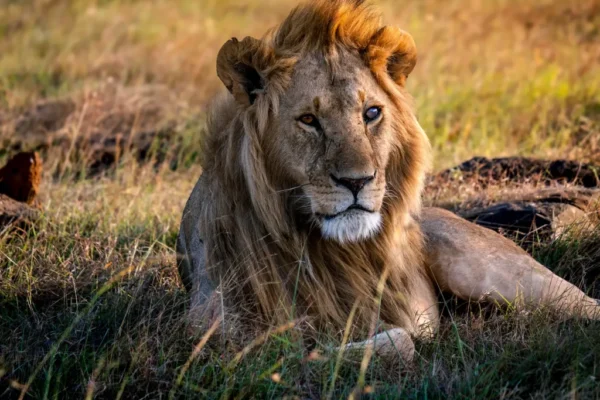 Masai Mara National Reserve1 5-Day Kenya Wildlife Safari
