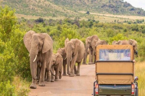 10-Day South Africa Wildlife Safari Tour 10-Day South Africa Wildlife Safari Tour