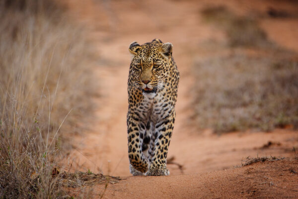 8 Days Kruger & Sabi Sands Luxury Safari 8 Days Kruger & Sabi Sands Luxury Safari