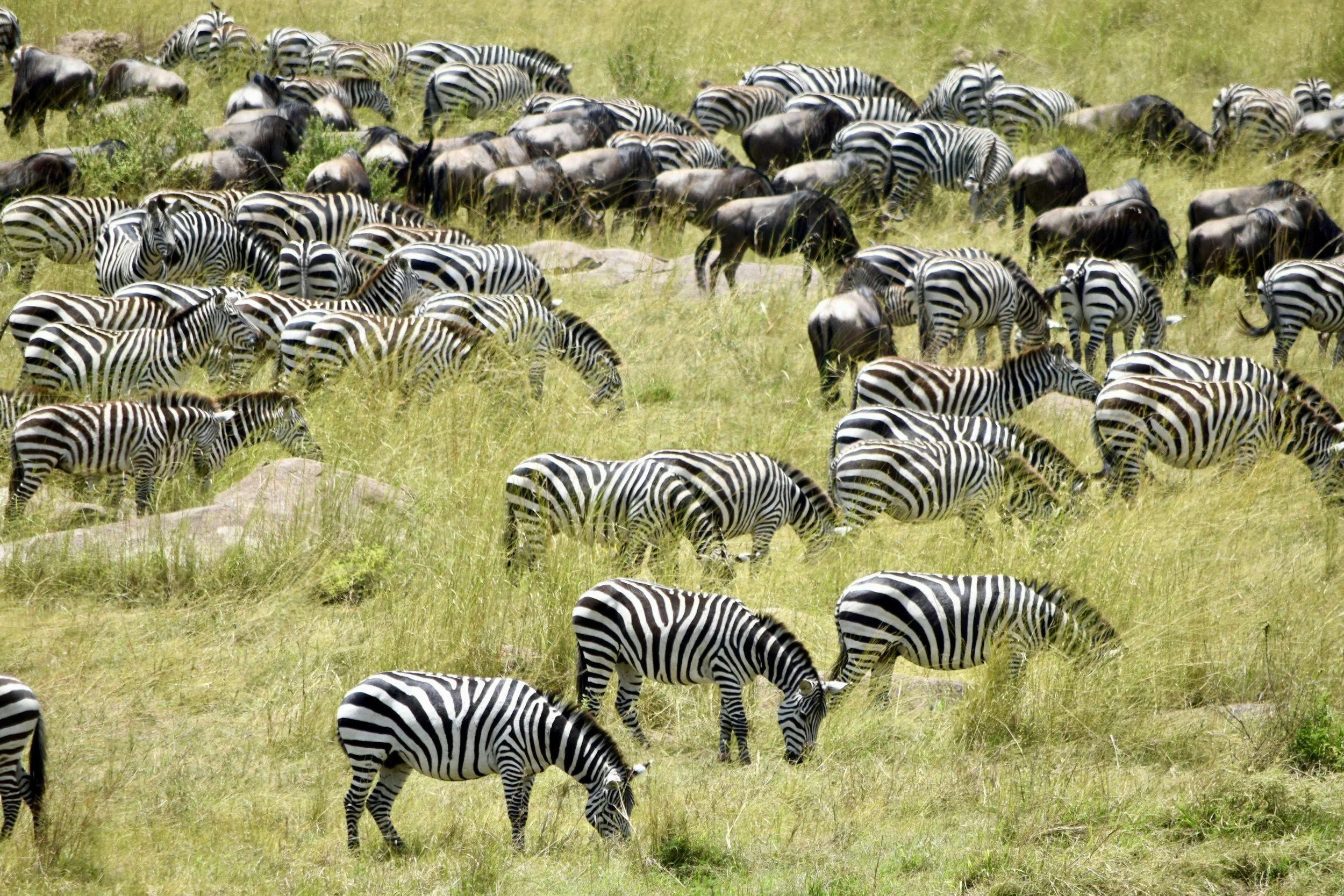 January Weather in Serengeti and What It Means for the Migration