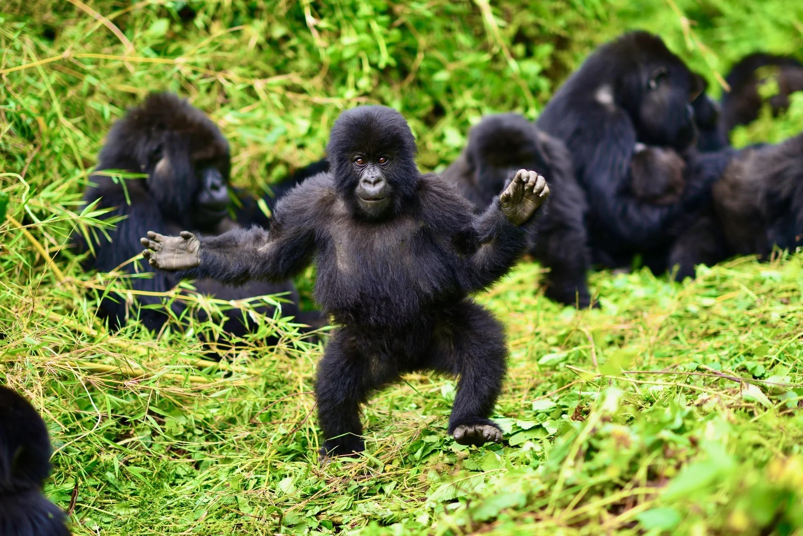 6 Days Rwanda Primates Safari