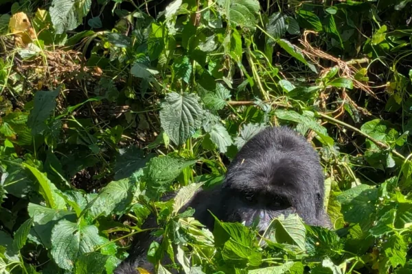 19 Days Uganda Kenya Ultimate East Africa Wildlife Safari