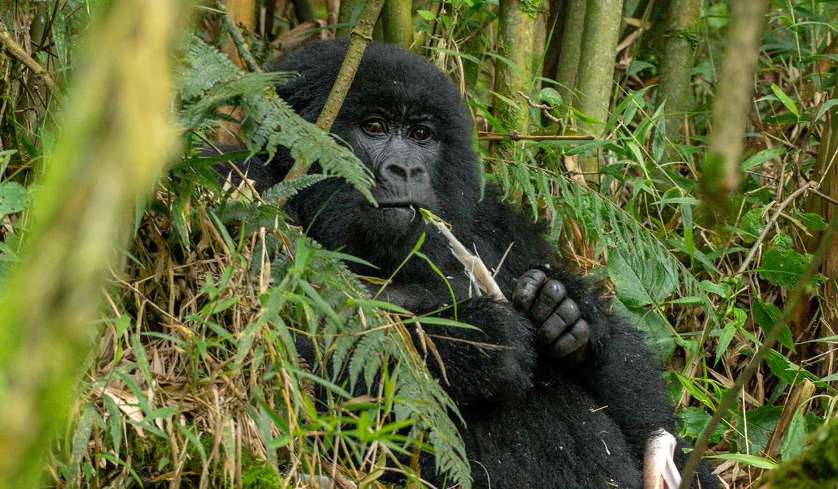 10-Day Rwanda Luxury Primates