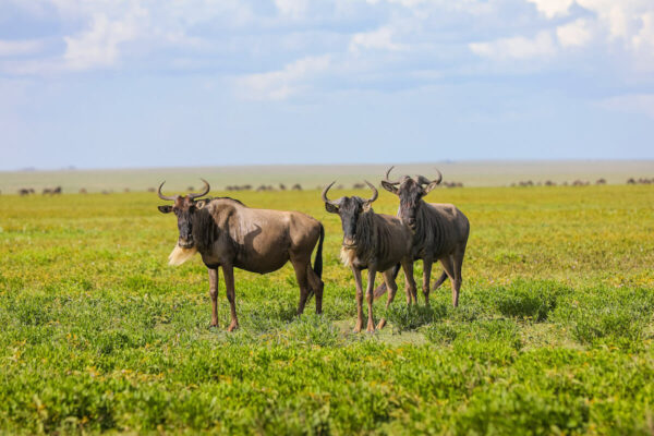 great Migrating Wildebeest great Migrating Wildebeest