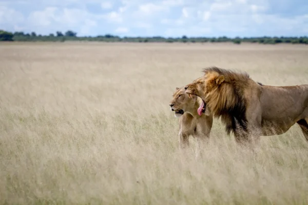 10-Day Botswana Big Five Safari 10-Day Botswana Big Five Safari