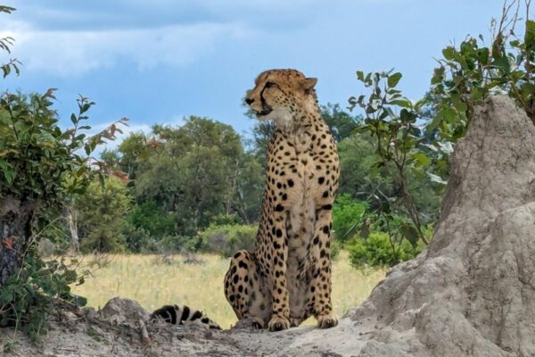 luxury-Botswana-safari_Artisans-of-Leisure-61 luxury-Botswana-safari_Artisans-of-Leisure-61
