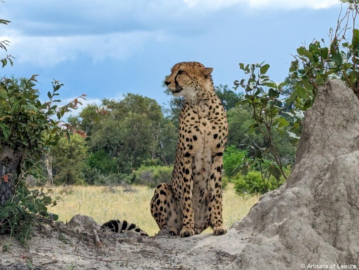 11-Day Botswana Wildlife