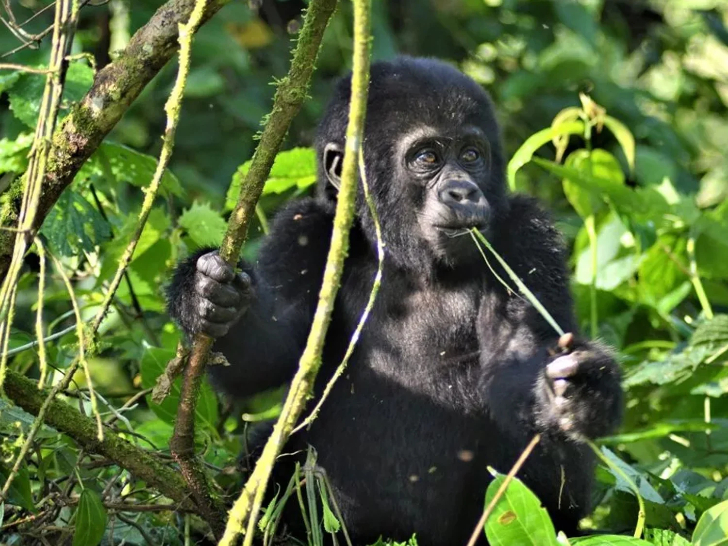15-Day Kenya Tanzania Rwanda