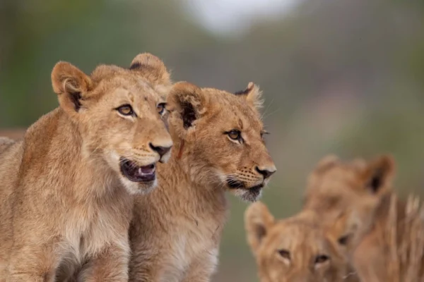15-Day Kenya Tanzania Rwanda Migration & Gorilla Safari 15-Day Kenya Tanzania Rwanda Migration & Gorilla Safari