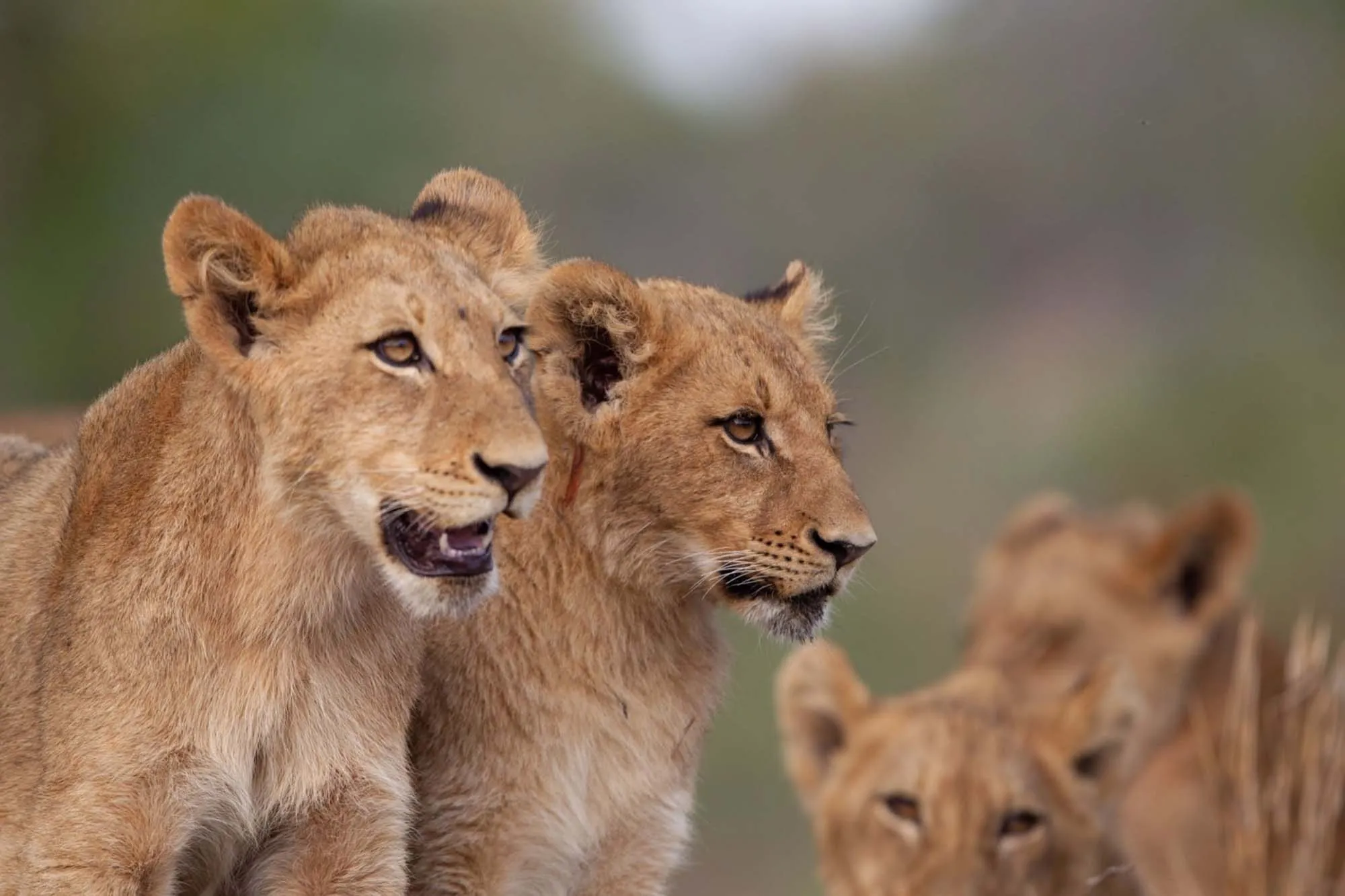 Wildlife to See During the January Migration