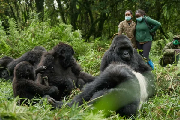 16-Day Kenya Tanzania Rwanda Wildlife, Culture & Gorilla Safari 16-Day Kenya Tanzania Rwanda Wildlife, Culture & Gorilla Safari