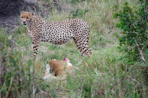 22-Day Kenya Tanzania Rwanda Wildlife, Primate & Cultural Adventure 22-Day Kenya Tanzania Rwanda Wildlife, Primate & Cultural Adventure