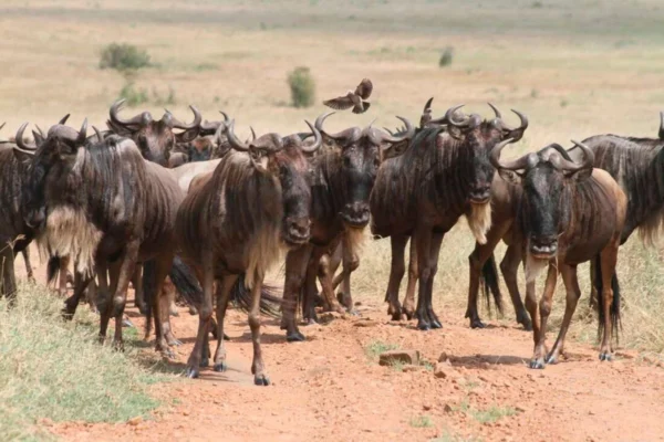 24 Days Kenya Tanzania Uganda Luxury Wildlife, Primates & Beach Safari