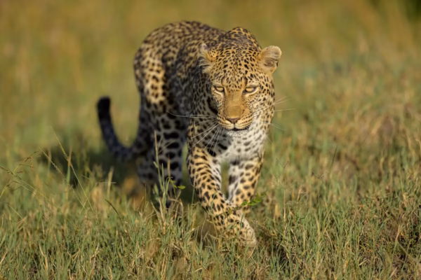 24 Days Kenya Tanzania Uganda Ultimate East Africa Safari