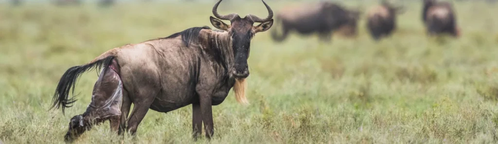 Why Wildebeest Give Birth in the Southern Serengeti?