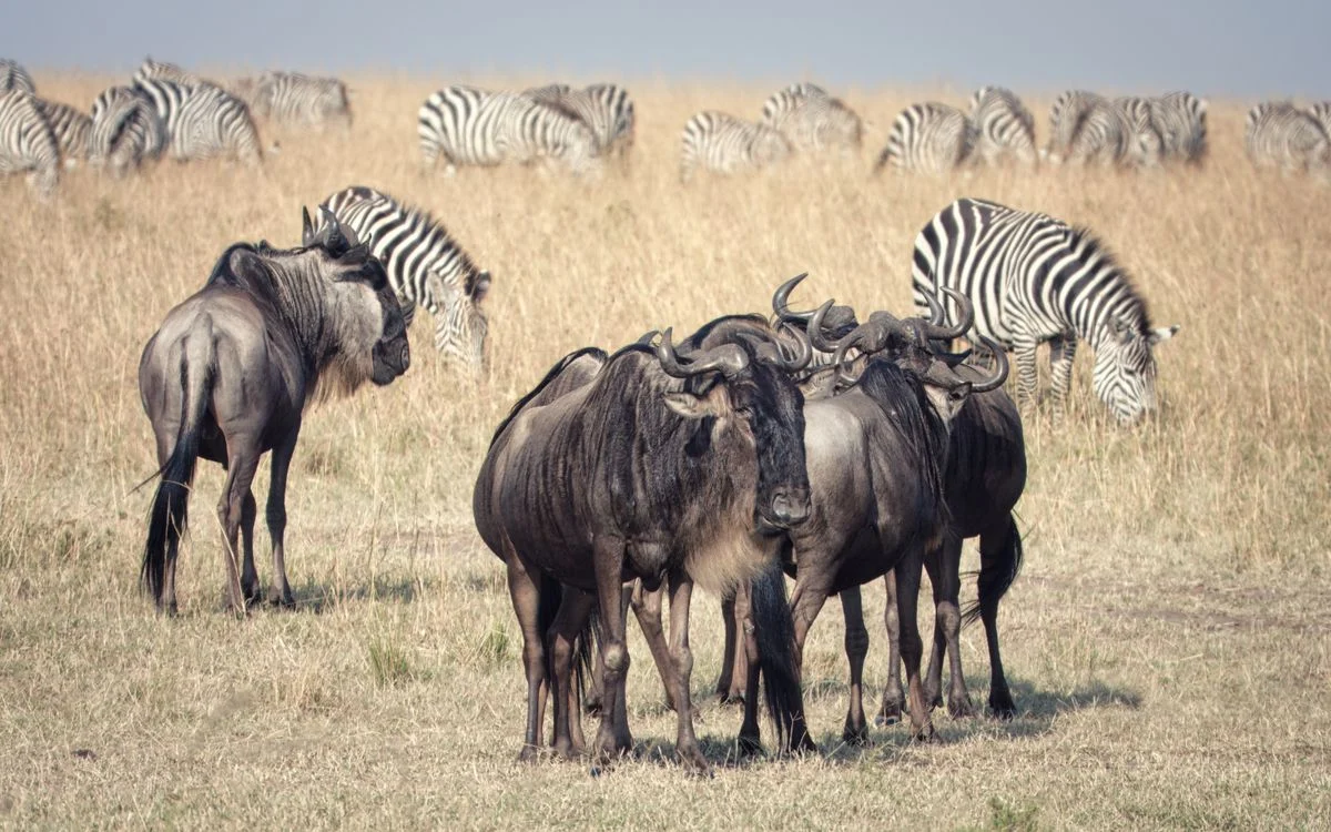 17-Day Tanzania, South Africa and Botswana