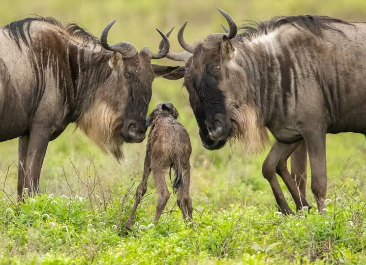The Best Time to See Wildebeest Calving in Serengeti