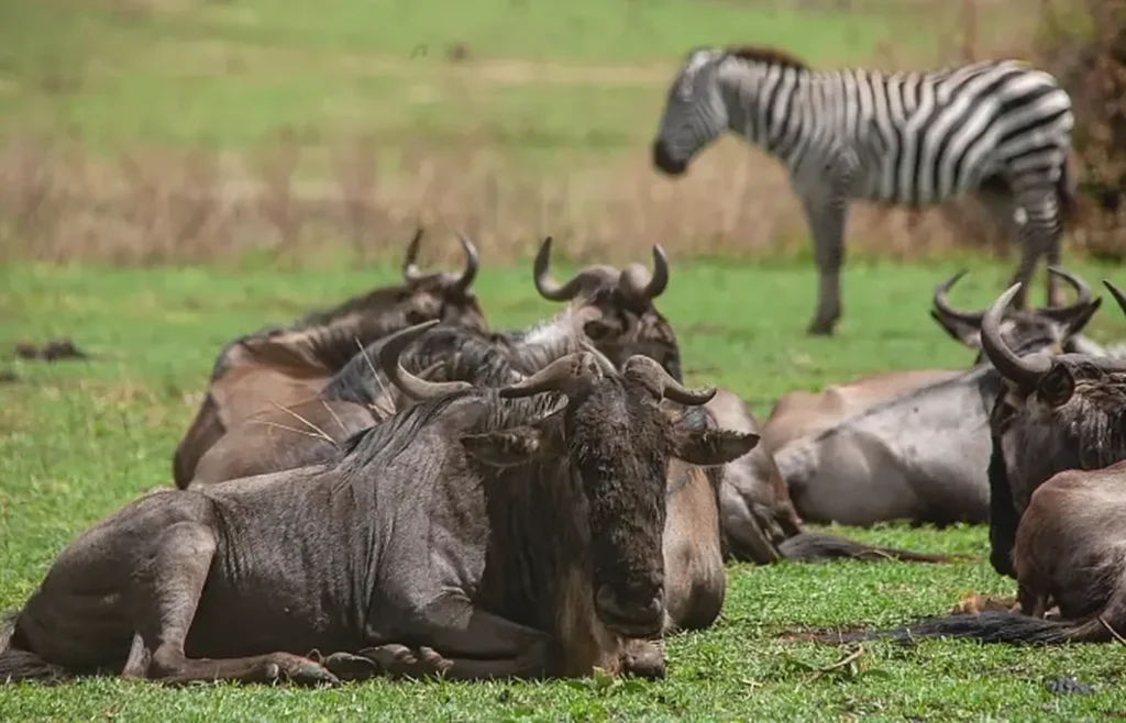 Where Is the Great Migration in February?